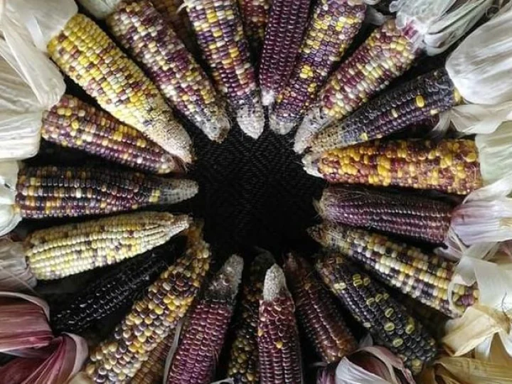 Petani Ini Berhasil Budidayakan Jagung Warna-Warni dengan Keuntungan Berlipat