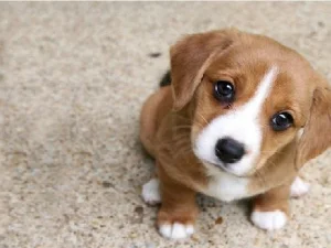 Pandangan Ahli Fikih tentang Status Kenajisan Anjing