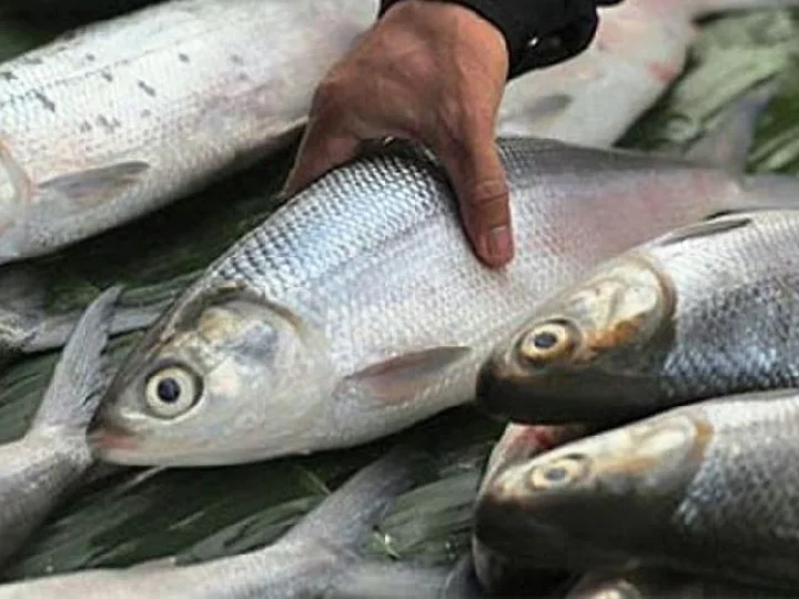 Terungkap, Bandeng Punya Kandungan Gizi Lebih Banyak dari Salmon