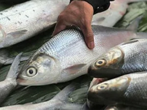 Terungkap, Bandeng Punya Kandungan Gizi Lebih Banyak dari Salmon