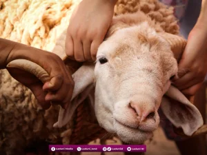 Urutan Bacaan Doa Menjelang Penyembelihan Hewan Qurban