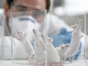 Peneliti Jepang Rencana Gabungkan Sel Manusia dengan Tikus