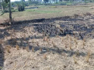 Pada 2040, Sumber Air di Jawa Diprediksikan Akan Habis