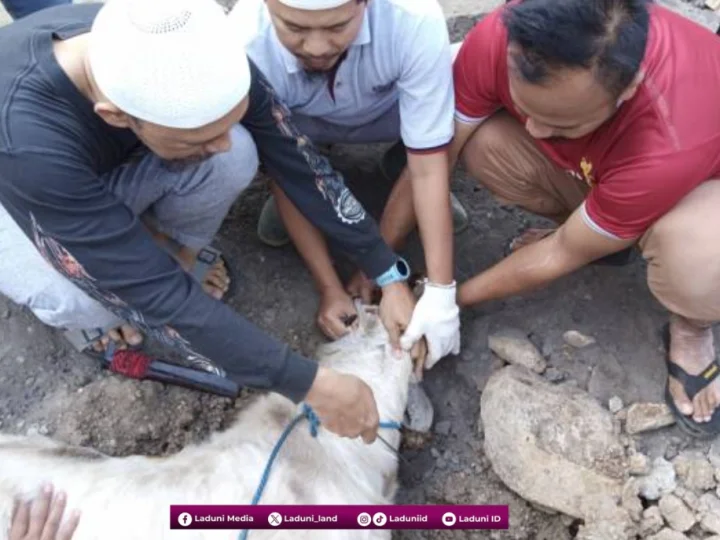 Adab dan Tata Cara Menyembelih Hewan Qurban yang Dianjurkan Islam