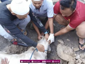 Adab dan Tata Cara Menyembelih Hewan Qurban yang Dianjurkan Islam