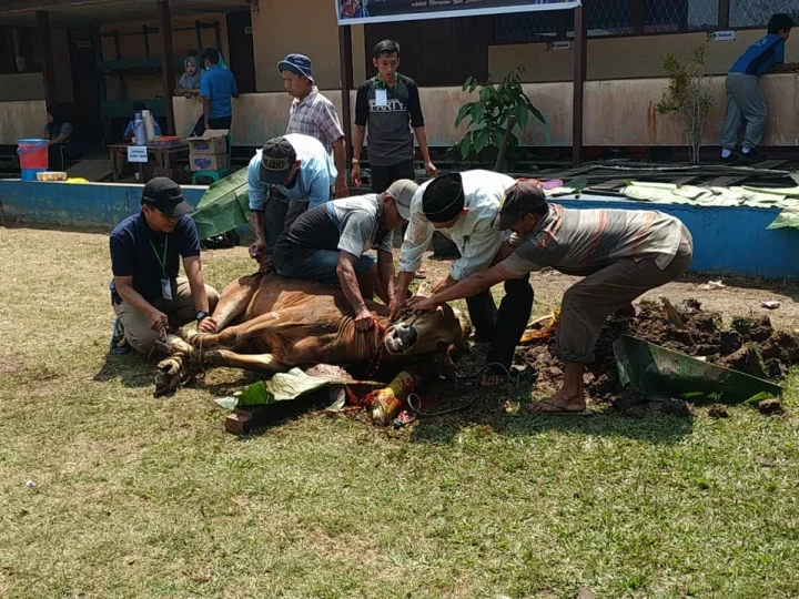 SMP N 3 Sungai Raya Semarakkan Idul Adha Dengan Pemotongan Hewan Qurban