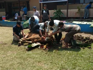 SMP N 3 Sungai Raya Semarakkan Idul Adha Dengan Pemotongan Hewan Qurban