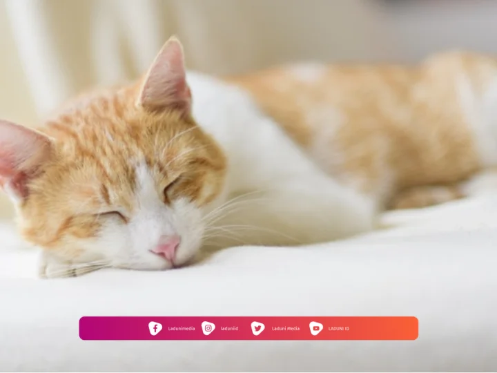 Hukum Shalat di Tempat Bekas Kucing