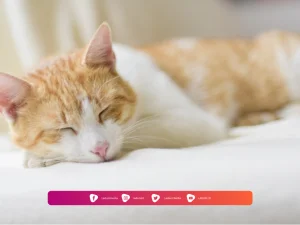 Hukum Shalat di Tempat Bekas Kucing