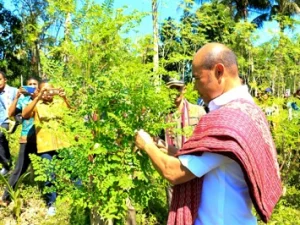 Tepung Kelor di NTT Jadi Daya Tarik Negara Jepang