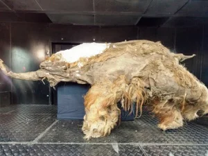 Sel Mammoth yang Berusia 28.000 Tahun Berhasil Dibangkitkan