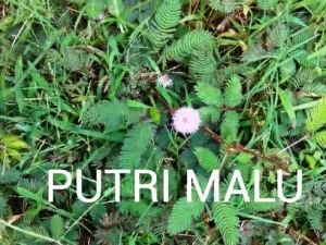 Putri Malu Efektif Atasi Penyakit Akibat Penyempitan Pembuluh Darah di Kepala