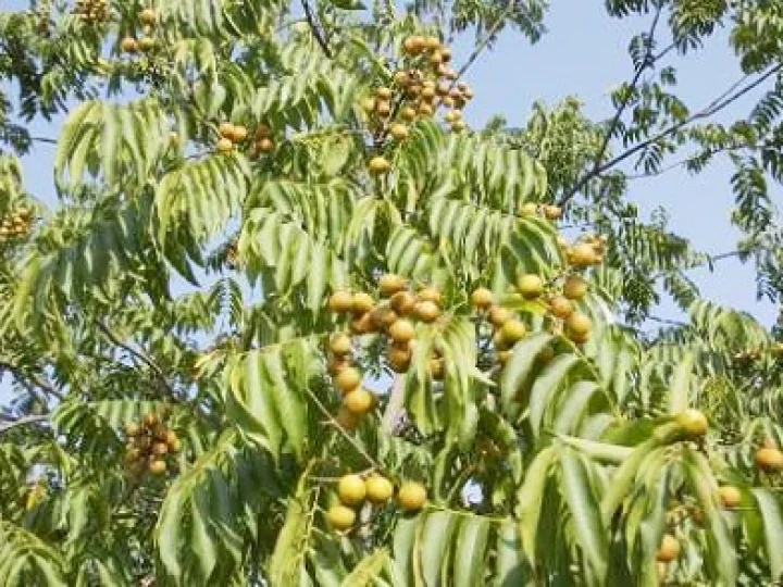 Sejarah Deterjen dan Tumbuhan Asli Indonesia yang Bisa Selamatkan Bumi