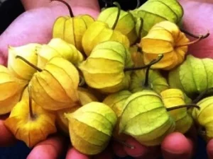 Penjual Ciplukan Ini Bisa Raih Untung Hingga Rp 12 Juta per Bulan