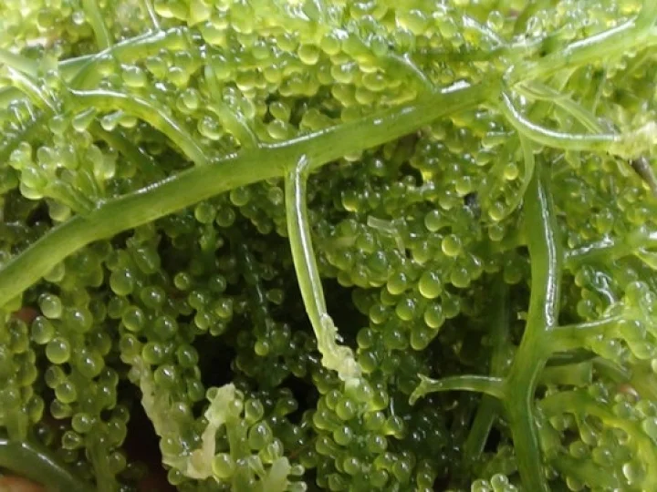 Rumput Laut, Produk Unggulan yang Memerlukan Inovasi Bernilai Ekonomis
