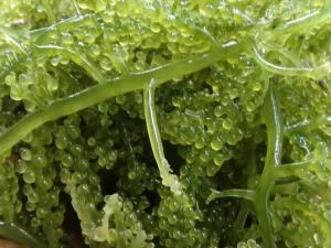 Rumput Laut, Produk Unggulan yang Memerlukan Inovasi Bernilai Ekonomis