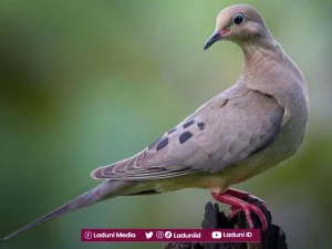 Seekor Merpati yang Mengalihkan Kekhusyu'an Shalat Sahabat Nabi