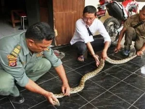Hati-hati, Bagian Rumah Ini Sering Jadi Tempat Ular Bersembunyi