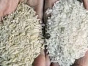 Beras Bantuan Hancur, BPNT Pastikan Mengganti