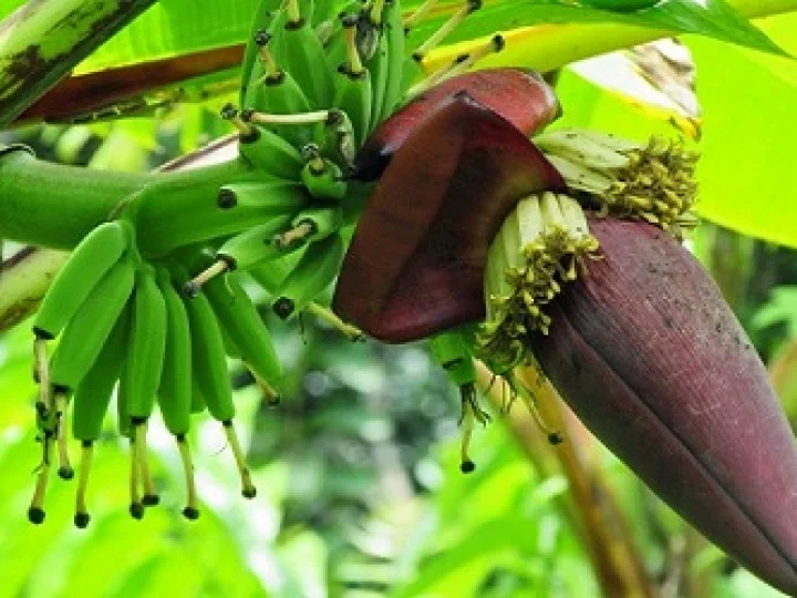 Jarang Orang Tahu, Inilah 6 Khasiat Jantung Pisang Bagi Kesehatan