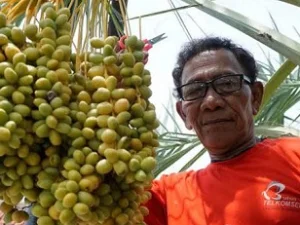 Tidak Hanya di Timur Tengah, Pohon Kurma di Ponorogo Ternyata Juga Berbuah