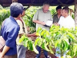 Kopi Organik Lahat Berpotensi Saingi Kopi Brazil dan Kolombia