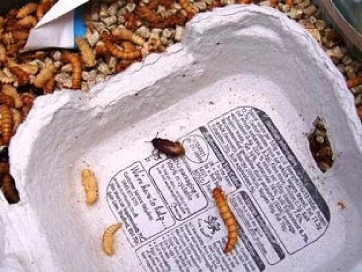 Sampah Menumpuk, Benarkah Ulat Pemakan Plastik Jadi Solusi?