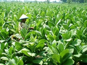 Peneliti Ungkap Manfaat Tembakau Bagi Kesehatan