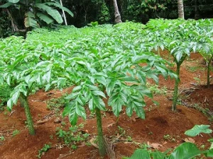 Porang, Tanaman yang Dulu Dibuang Kini Dicari Orang