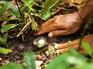 Jamur Mata Sapi yang Tersembunyi di Gunung Beriun Kaltim