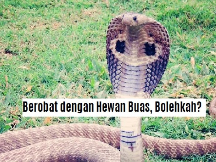 Ustadz Ma'ruf Khozin: Berobat Dengan Hewan Buas