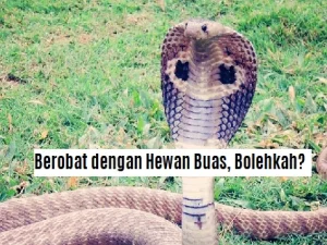 Ustadz Ma'ruf Khozin: Berobat Dengan Hewan Buas