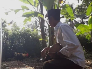 Menyapa Free Range Chicken, Menyapa Tanda Kebesaran Tuhan