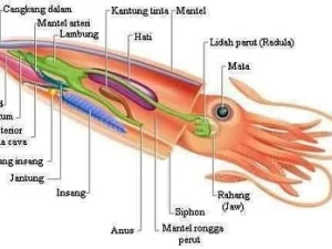 Cumi-cumi, Memperdebatkan Tinta Hitam