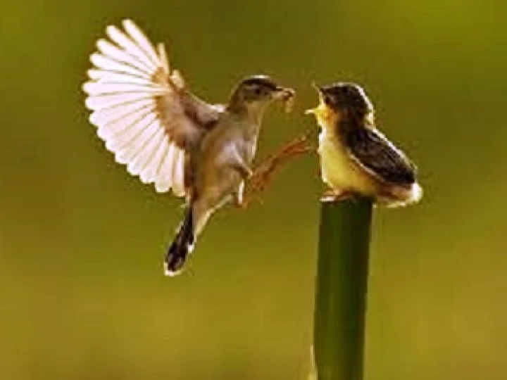 Anjuran Kasih Sayang kepada Makhluk