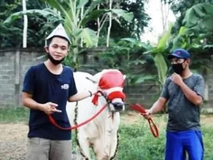 Mahasiswa Ini Mampu Raup Miliaran Rupiah dari Beternak Sapi, Begini Kisahnya