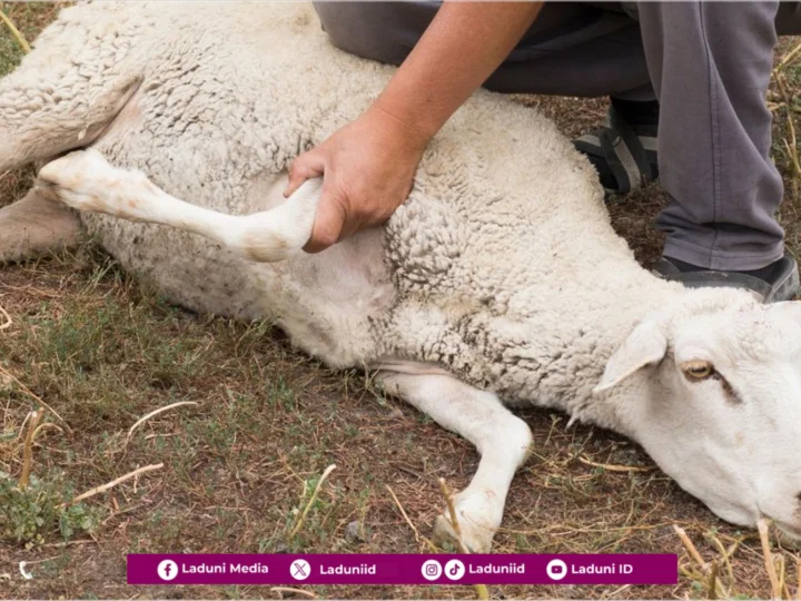 Ibadah Qurban Itu Butuh Ketulusan