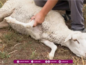 Ibadah Qurban Itu Butuh Ketulusan