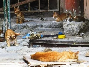 Begini Hukum Membuang dan Membunuh Kucing