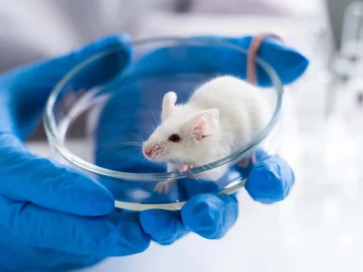 Menjadikan Hewan sebagai Eksperimen