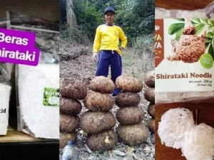 Di Masa Depan, Porang Diprediksi Jadi Makanan Pokok Pengganti Beras