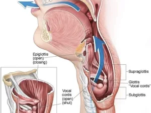Mengenal Anatomi dan Fisiologi: Desain Allah