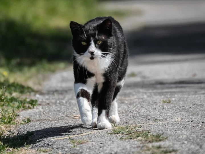 Kisah Jenazah yang Diantar Ratusan Kucing