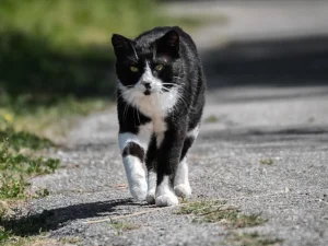 Kisah Jenazah yang Diantar Ratusan Kucing
