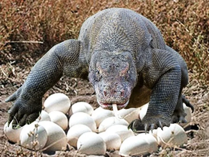 Hukum Memakan Telur Biawak Menurut Ustadz Ma’ruf Khozin