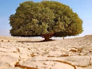 Pohon Sahabi, Pohon Tempat Nabi Muhammad Saw Berteduh yang masih hidup sampai sekarang.