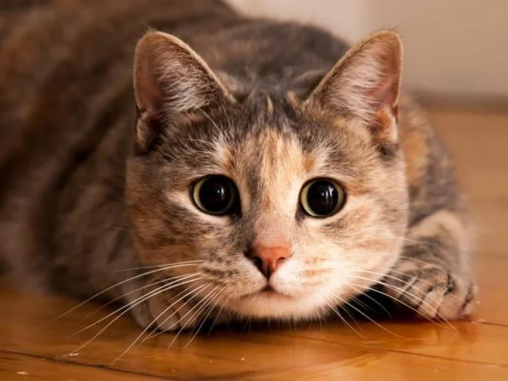 Ingin Memelihara Kucing? 14 Ras Kucing Ini Mungkin Bisa Jadi Pertimbangan Kamu!