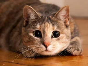 Ingin Memelihara Kucing? 14 Ras Kucing Ini Mungkin Bisa Jadi Pertimbangan Kamu!