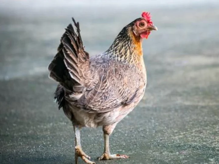 Maziyyah Seekor Ayam