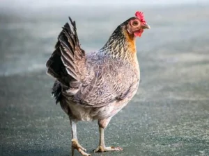 Maziyyah Seekor Ayam
